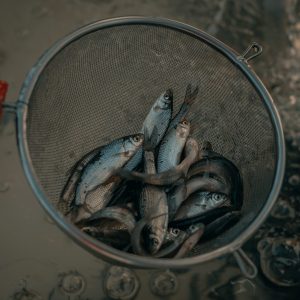 Sponsor Bait for a Week